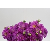 Dahlia Purple O