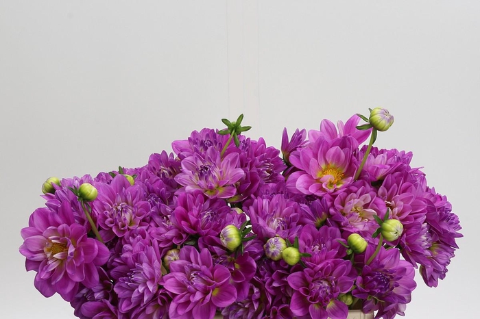 <h4>Dahlia Purple O</h4>