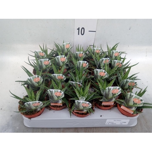 Haworthia fasciata 'Big Band'