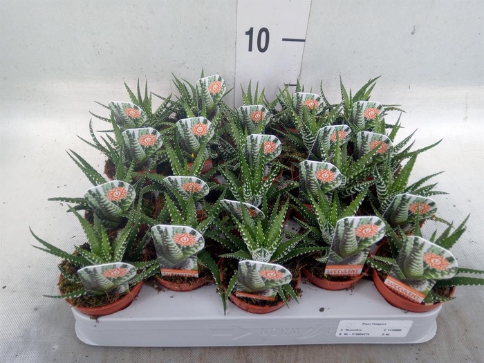 <h4>Haworthia fasciata 'Big Band'</h4>