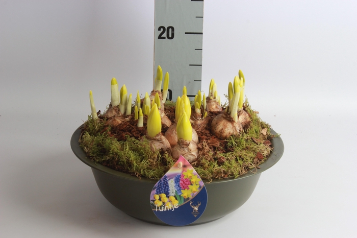 <h4>ARR BOL KNOLGEWAS</h4>