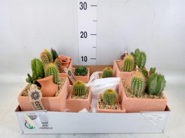 <h4>Arr.  Cactus L%</h4>