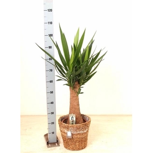YUCCA