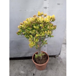 Crassula ovata 'Sunset'