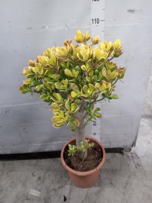 <h4>Crassula ovata 'Sunset'</h4>