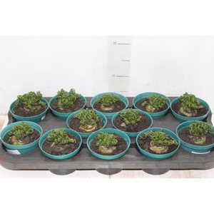 ALBUCA SPIRALIS P11 SEM FLOR