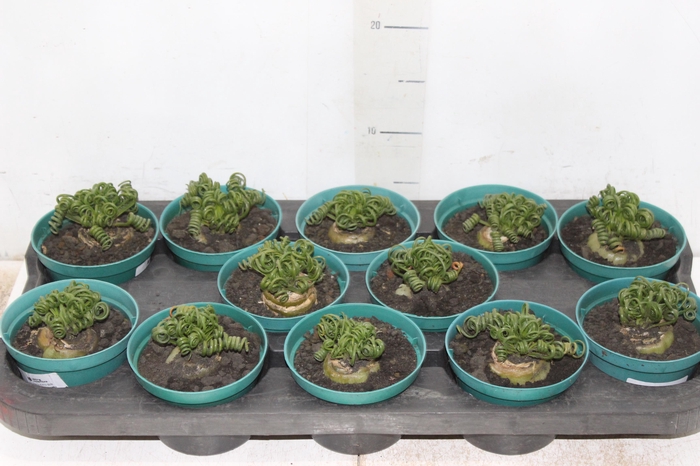 ALBUCA SPIRALIS P11 SEM FLOR