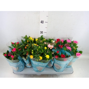 Rosa  'Beau Monde'   ...mix 7