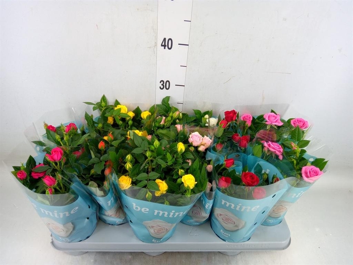 <h4>Rosa  'Beau Monde'   ...mix 7</h4>