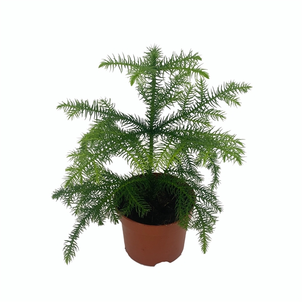 <h4>Araucaria Heterophylla</h4>