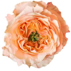 R GR MELON X PRESSION