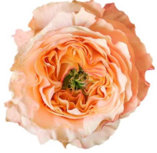 <h4>R GR MELON X PRESSION</h4>