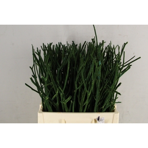 Mitsumata Flock OliveGr Bs(10)