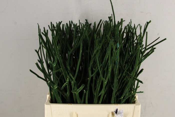 <h4>Mitsumata Flock OliveGr Bs(10)</h4>