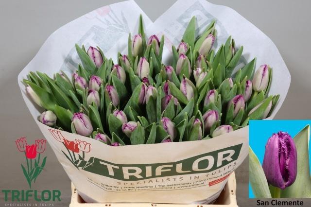 <h4>TU FR SAN CLEMENTE</h4>