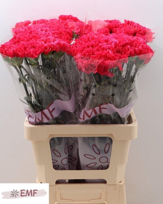 <h4>DI ST BIZET</h4>