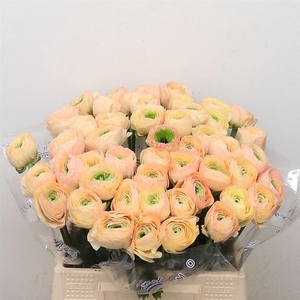 Ran Su Sr Pc 767 Bruce Peach Extra