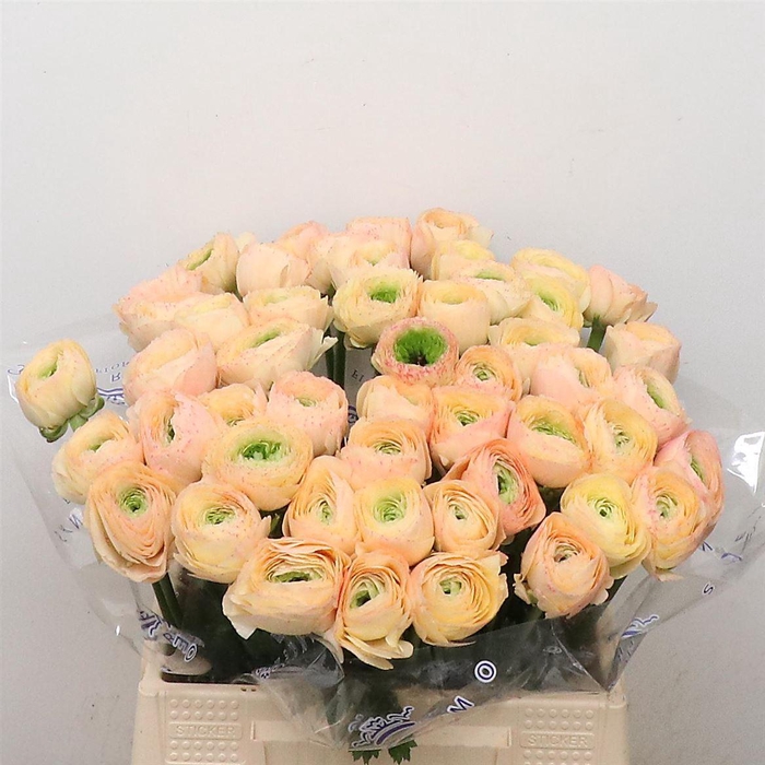 <h4>Ran Su Sr Pc 767 Bruce Peach Extra</h4>