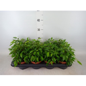 Ficus benja. 'Green Kinky'