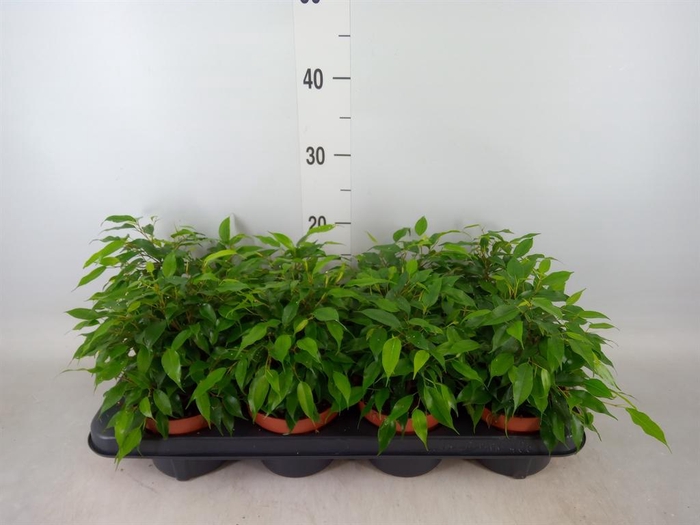 <h4>Ficus benja. 'Green Kinky'</h4>