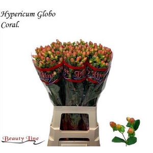 Hyp Globo Coral 70cm