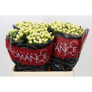 Hypericum Cool Romance