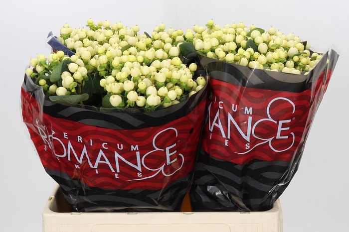 <h4>Hypericum Cool Romance</h4>