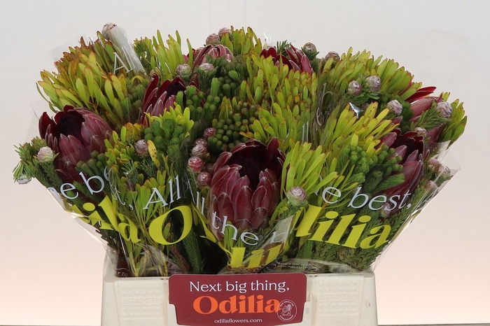 <h4>BQ Protea Sharon SFB</h4>