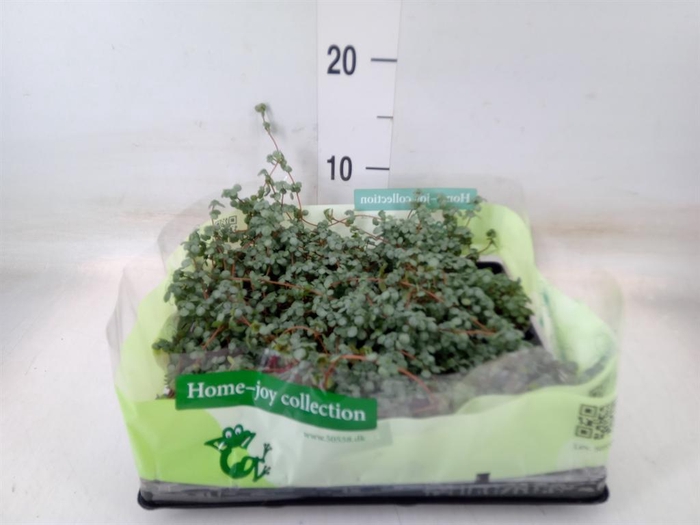 <h4>Pilea glaucophylla 'Greyzy'</h4>