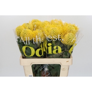 Nutans Ayoba Yellow