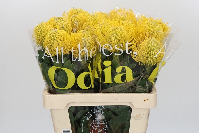 <h4>Nutans Ayoba Yellow</h4>