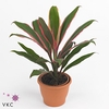 Cordyline Salsa 12 cm (Decorum)