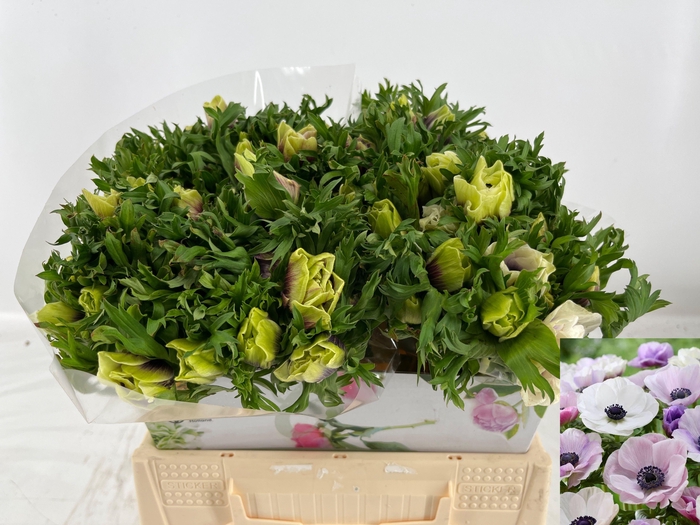 <h4>ANEM CO GALIL PASTEL</h4>