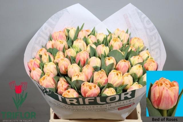 <h4>TU DU BED OF ROSES</h4>