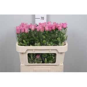 Camp M Champion Rose