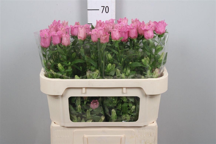 <h4>Camp M Champion Rose</h4>