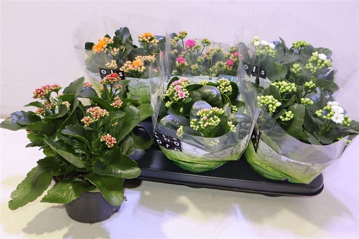 <h4>Kal Ge Gem 5 Kl</h4>