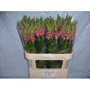 ANTIR AVIGNON C ROSE