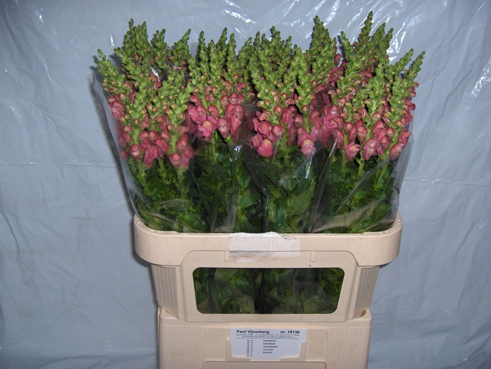 <h4>ANTIR AVIGNON C ROSE</h4>