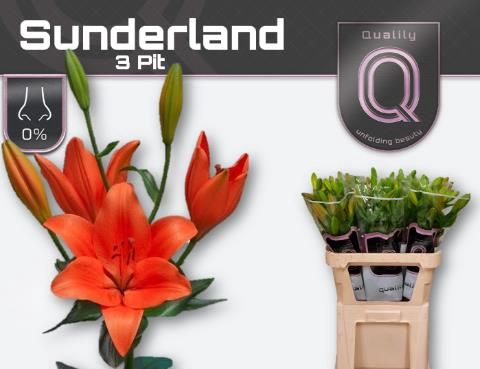 <h4>LI LA SUNDERLAND</h4>