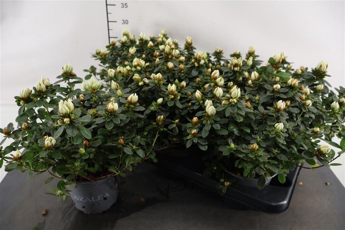 <h4>Rhododendron 14 Cm. P. Weisse Sachsenstern</h4>