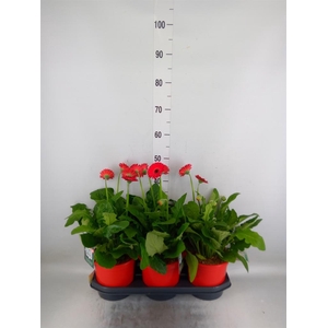 Gerbera  'Garvinea Sweet Love'