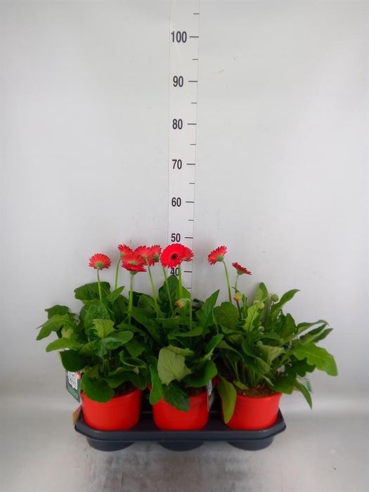 <h4>Gerbera  'Garvinea Sweet Love'</h4>