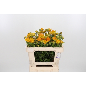 Trollius Overig