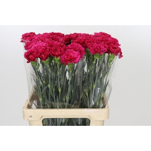 Dianthus St Aglianico