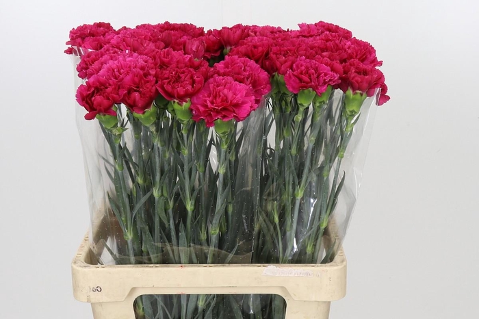 <h4>Dianthus St Aglianico</h4>