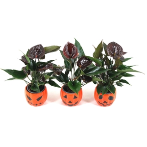 Anthurium XL.106 Chelsey Chocolate 9cm met pompoen keramiek