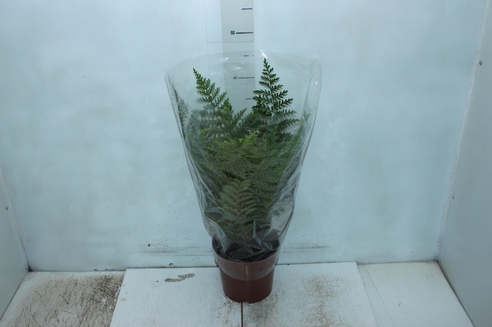 <h4>ASPLENIUM PARVATI P17</h4>