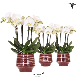 Kolibri Orchids Phalaenopsis Jewel Ghent 4 spike in Moonstone pot red