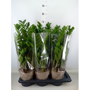 Zamioculcas zamiifolia